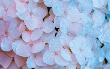 雨の日に出かけたい！北鎌倉のあじさい寺巡り