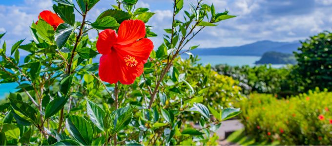 夏の旅行にぴったり！沖縄・離島の観光デートで注目しておきたいポイントイメージ2