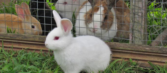 ペットを飼うならウサギがおすすめ！女性から大人気のウサギの魅力をご紹介イメージ1