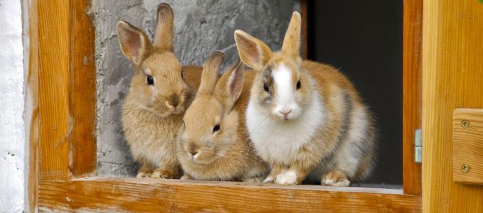 ペットを飼うならウサギがおすすめ！女性から大人気のウサギの魅力をご紹介イメージ2