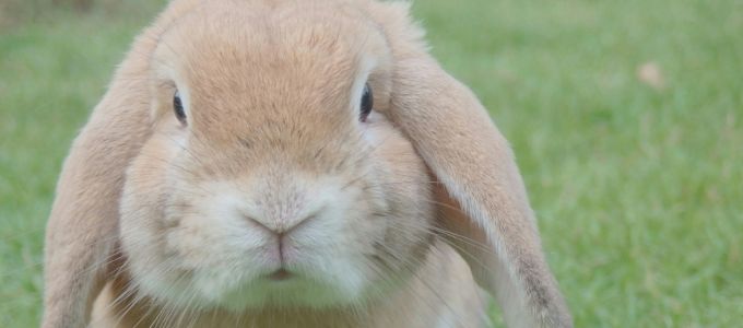 ペットを飼うならウサギがおすすめ！女性から大人気のウサギの魅力をご紹介イメージ5