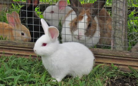 ペットを飼うならウサギがおすすめ！女性から大人気のウサギの魅力をご紹介