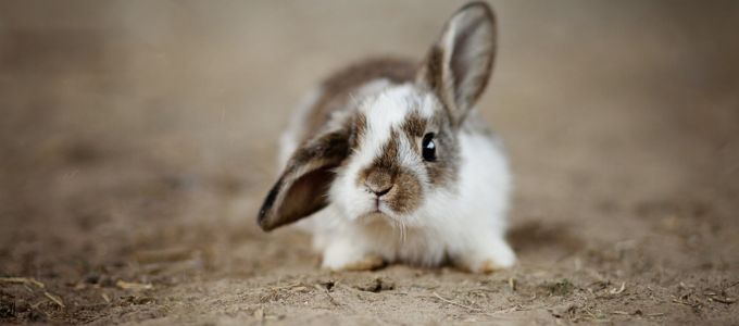 20代女子が求める理想の結婚相手とは？イメージ5