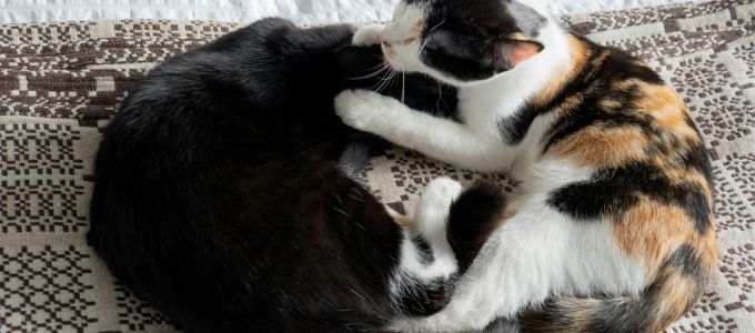 結婚をする前に同棲はするべきか？イメージ1