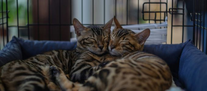 結婚をする前に同棲はするべきか？イメージ2