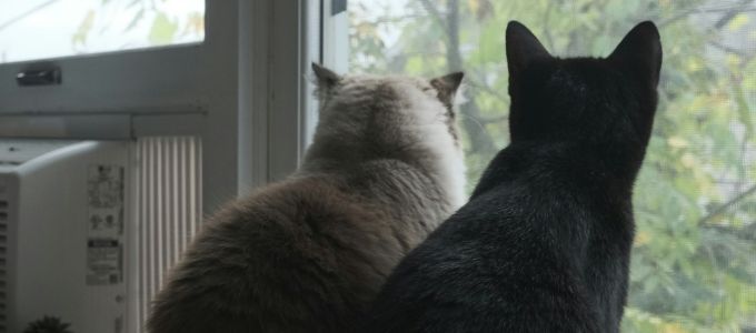 結婚をする前に同棲はするべきか？イメージ3