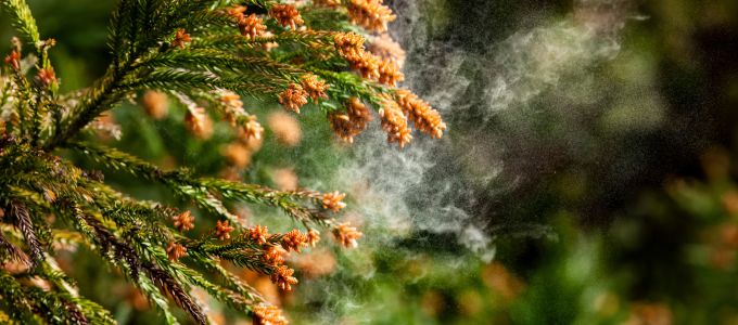 恋人は花粉症イメージ4